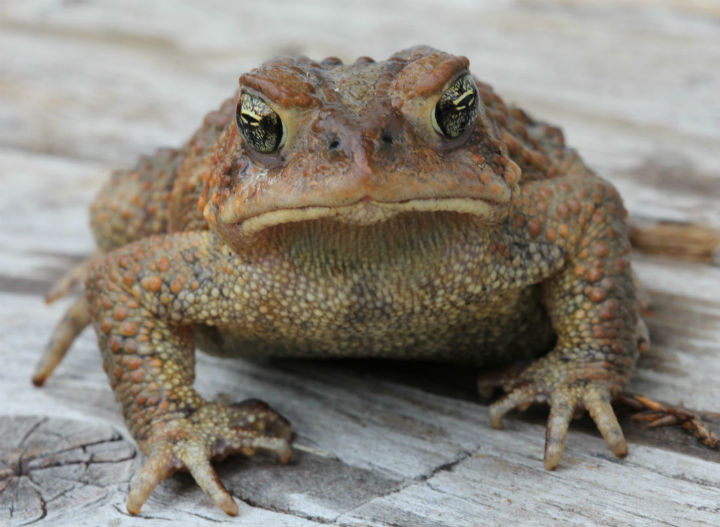 American Toad